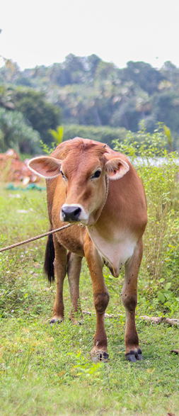 a2-cow